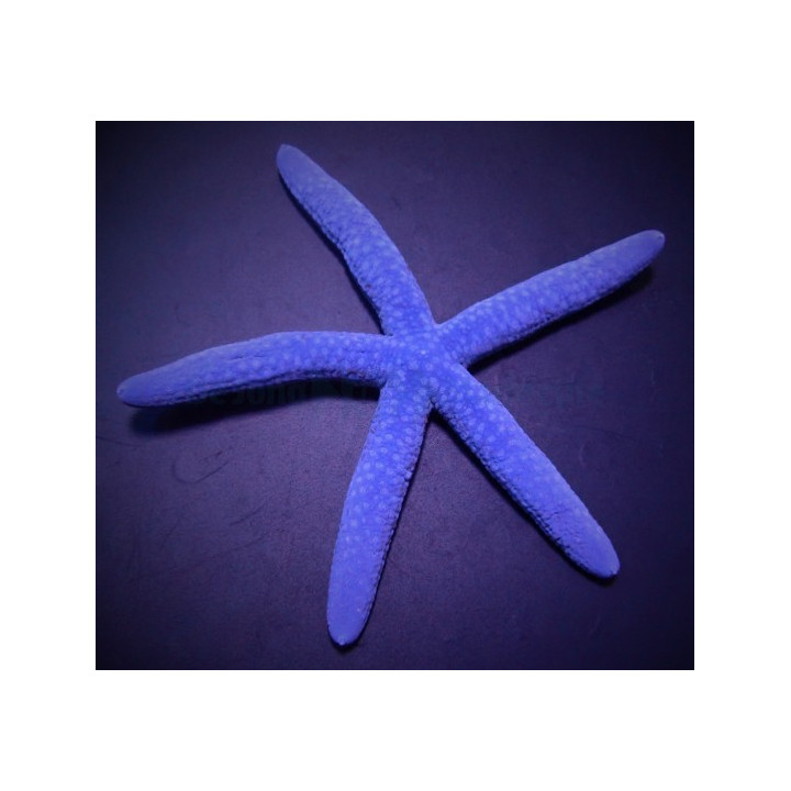 Linckia laevigata – Blue Finger Starfish | Näyttävä reef safe -meritähti