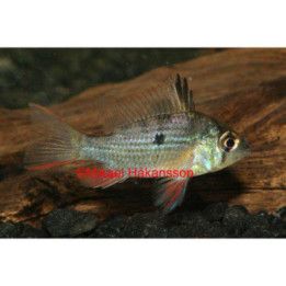Rusokirjoahven, Mikrogeophagus altispinosus, 4-6 cm -