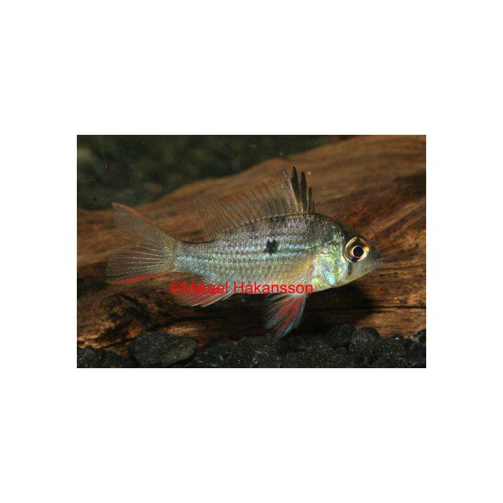 Rusokirjoahven, Mikrogeophagus altispinosus, 4-6 cm -