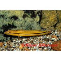 Crenicichla sp. Xingu 1, luonnonvarainen 6-8 cm Crenicichla lugubris