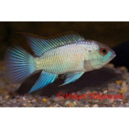 Acara electric blue 3-4 cm -