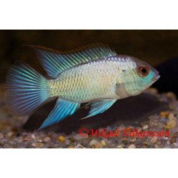 Acara electric blue 4-5 cm -