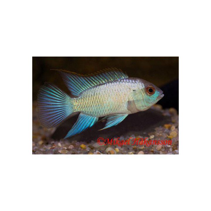 Acara electric blue 4-5 cm -