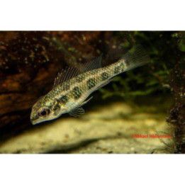 Rundstjärts Schackbrädesciklid Vf 2-4CM Dicrossus maculatus