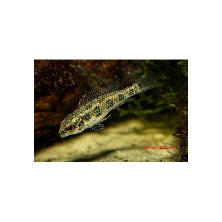Rundstjärts Schackbrädesciklid Vf 2-4CM Dicrossus maculatus
