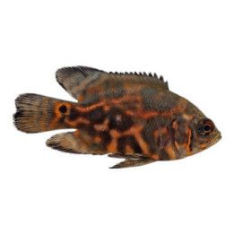 Riikinkukkoahven, tiikeriraitainen, 4-6 cm  Astronotus ocellatus