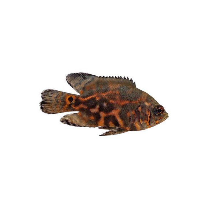 Påfågelciklid Tigerbandad 4-6CM Astronotus ocellatus