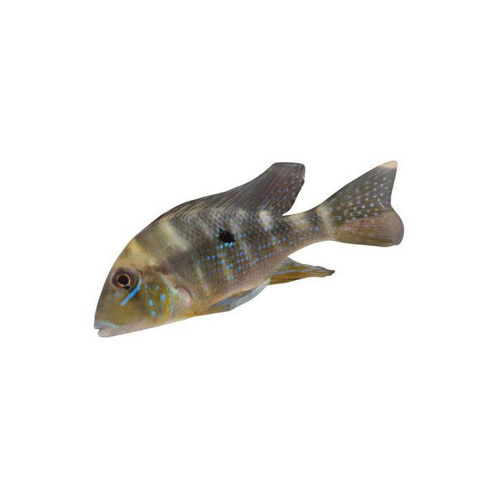 Geophagus argyrostictus 5-6 cm -