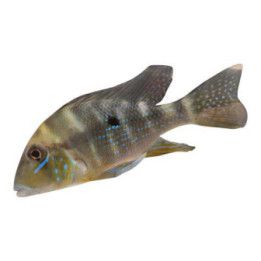 Geophagus argyrostictus 8-10 cm -