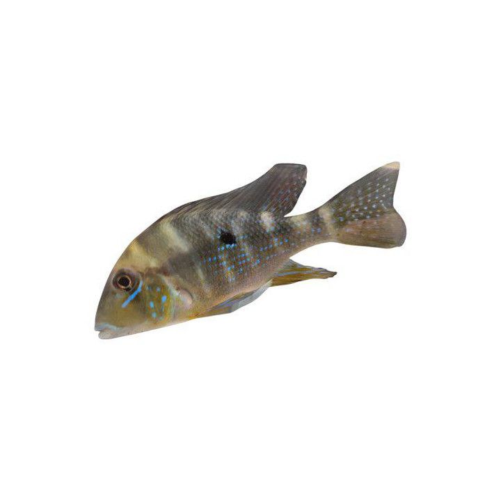 Geophagus argyrostictus 8-10 cm -