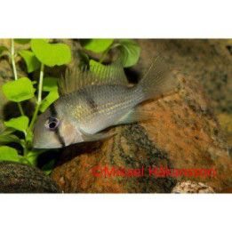 Punaklovnitonkija Guianacara, sininen, kasvatettu, 3,5-5 cm Guianacara owroewefi