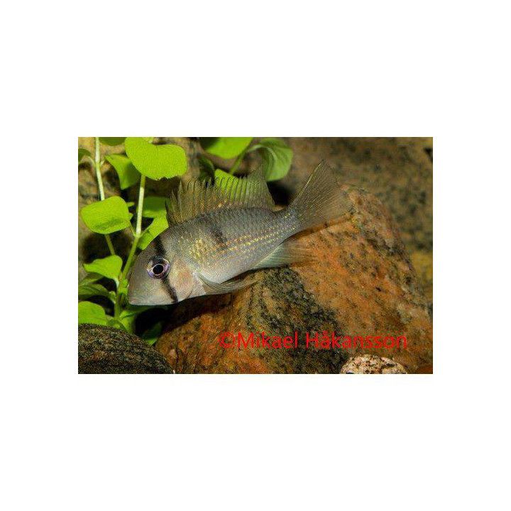 Punaklovnitonkija Guianacara, sininen, kasvatettu, 3,5-5 cm Guianacara owroewefi