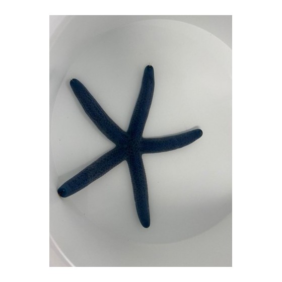 Linckia laevigata – Blue Finger Starfish | Näyttävä reef safe -meritähti