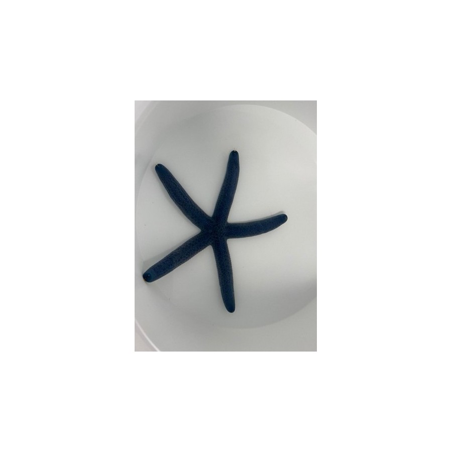 Linckia laevigata – Blue Finger Starfish | Näyttävä reef safe -meritähti