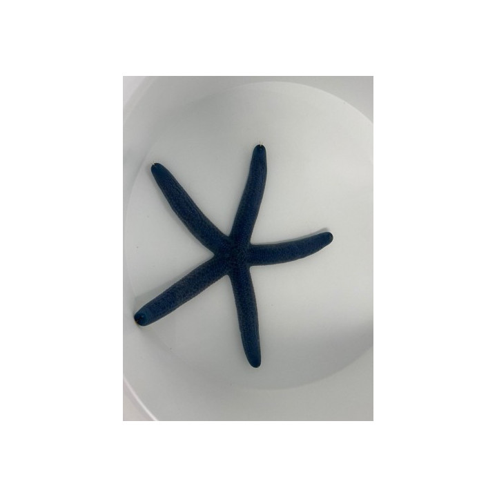 Linckia laevigata – Blue Finger Starfish | Näyttävä reef safe -meritähti