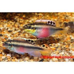 Palettikala 4-6 cm -