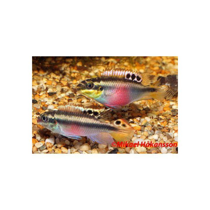 Palettikala 4-6 cm Pelvicachromis pulcher