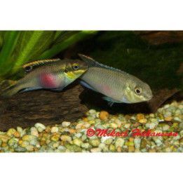 Palettikala, nigeria 4-7 cm Pelvicachromis pulcher