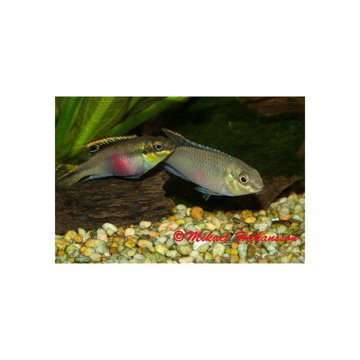 Palettikala, nigeria 4-7 cm Pelvicachromis pulcher