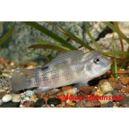 Steatocranus casuarius 4-6 cm