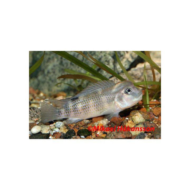 Steatocranus casuarius 4-6 cm