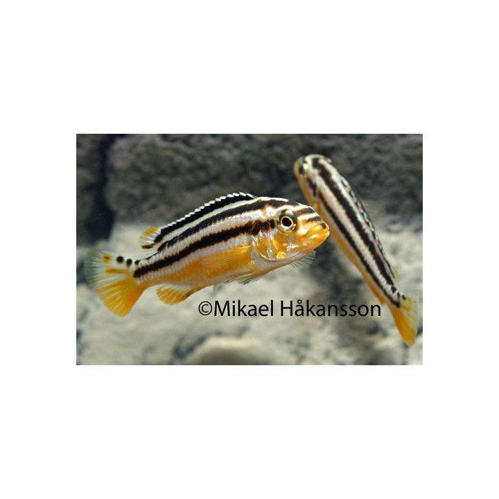 Malawi ciklidi auratus 4-6 cm -