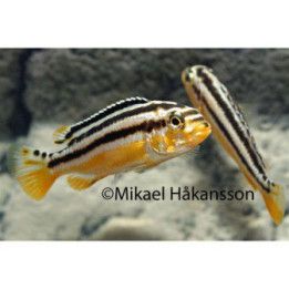 Malawi ciklidi auratus 6-8 cm -