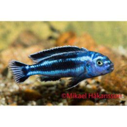 Malawi ciklidi maingano 3-4 cm -