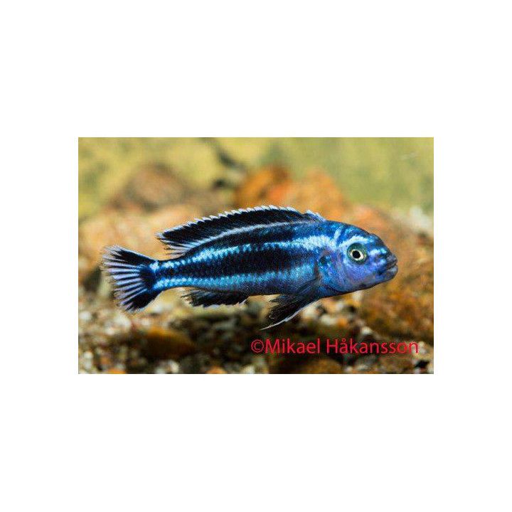 Malawi ciklidi maingano 3-4 cm -