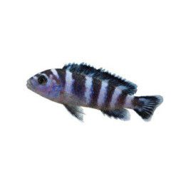 Chindongo demasoni Malawi ciklidi demasoni 3-4 cm