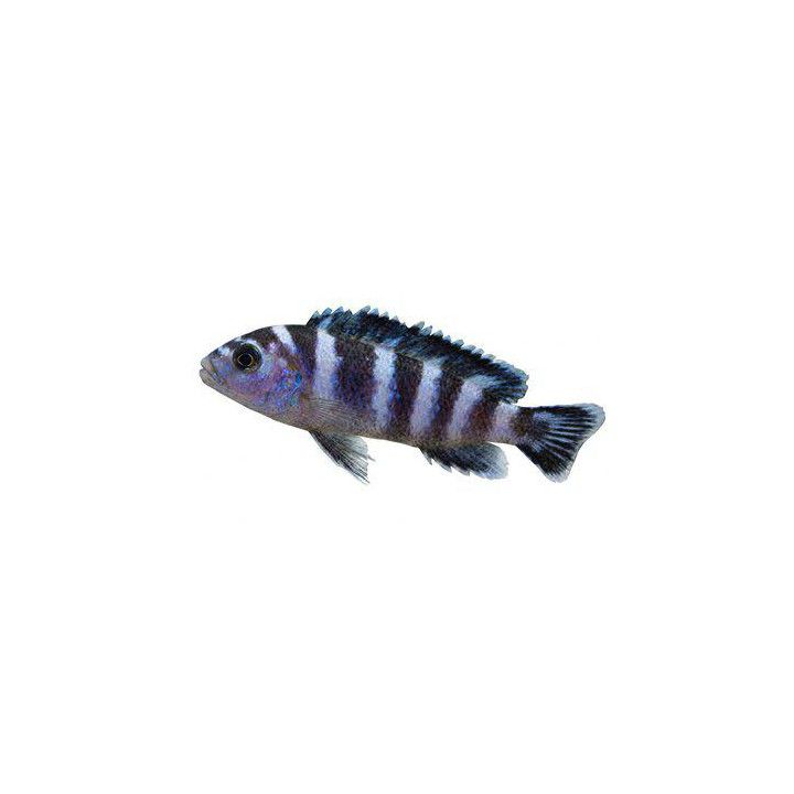 Malawi Ciklid Demasoni 3-4CM Chindongo demasoni