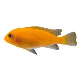 Malawi ciklidi punainen seepra 6-8 cm -