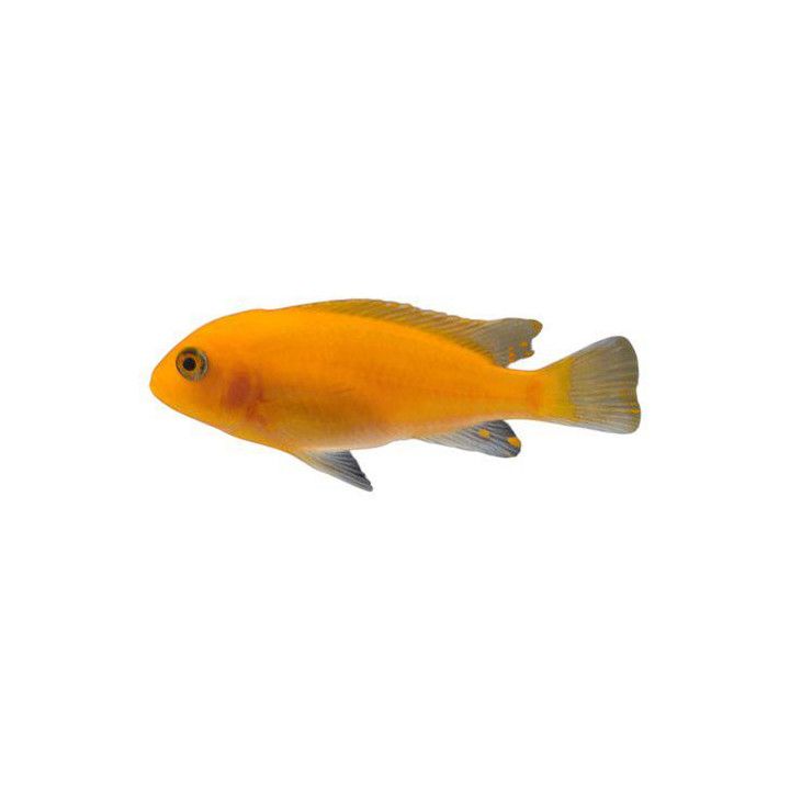Malawi ciklidi punainen seepra 6-8 cm -