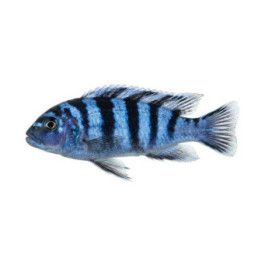Keltamalawiahven - metriaclima lombardoi 4-6 cm -