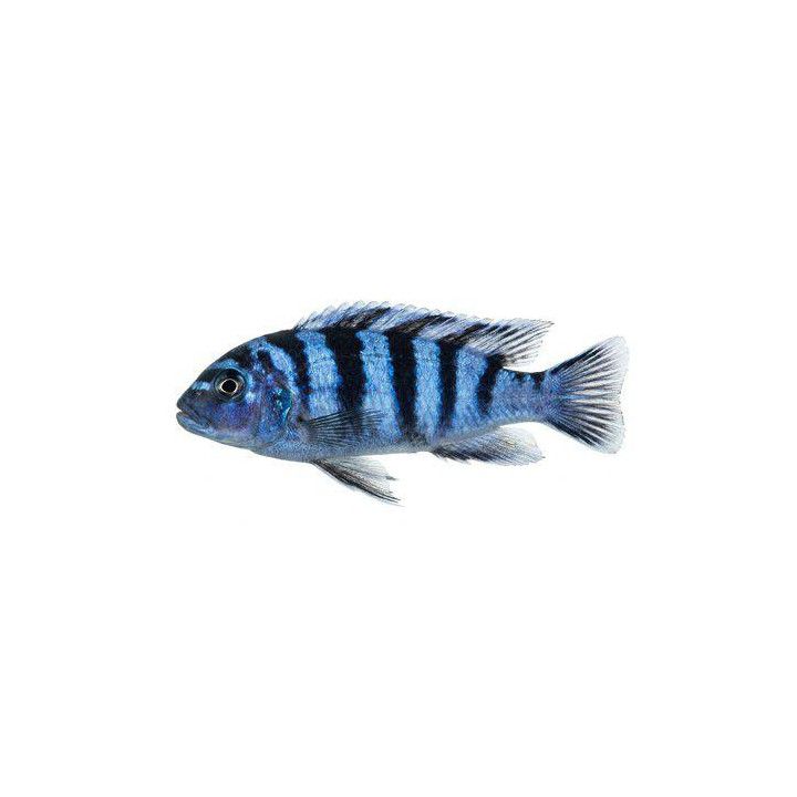 Keltamalawiahven - metriaclima lombardoi 4-6 cm -