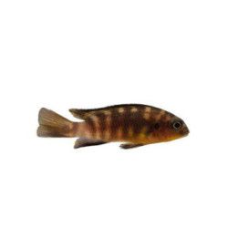 Pseudotropheus tropheops tropheops Malawi ciklidi tropheops makokola reef 4-