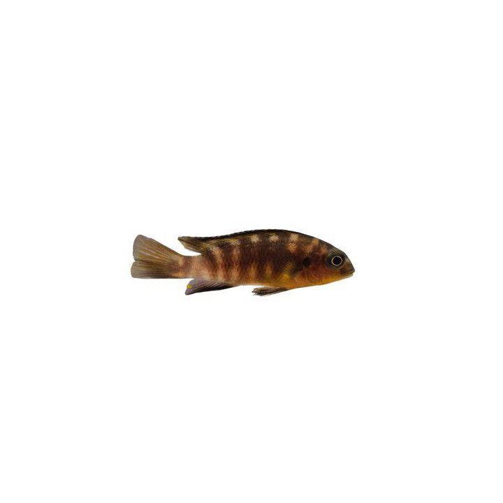 Pseudotropheus tropheops tropheops Malawi ciklidi tropheops makokola reef 4-