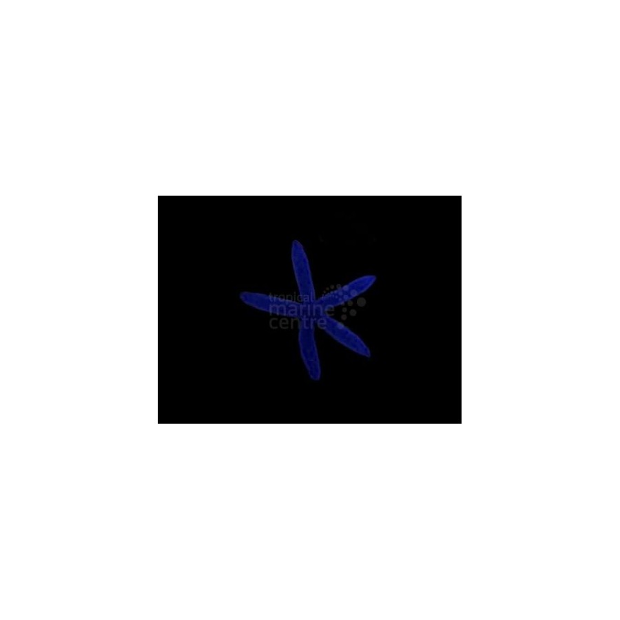 Linckia laevigata – Blue Finger Starfish | Näyttävä reef safe -meritähti