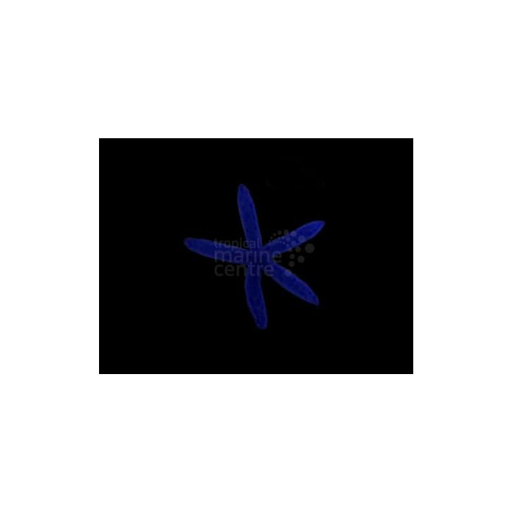 Linckia laevigata – Blue Finger Starfish | Näyttävä reef safe -meritähti