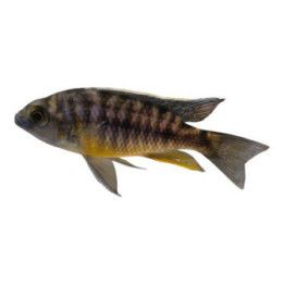 Malawi ciklidi spilonotus tanzania 6-8 cm -