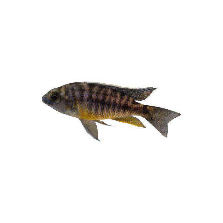 Malawi ciklidi spilonotus tanzania 6-8 cm -