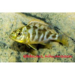 Malawi ciklidi venustus 4-6 cm -