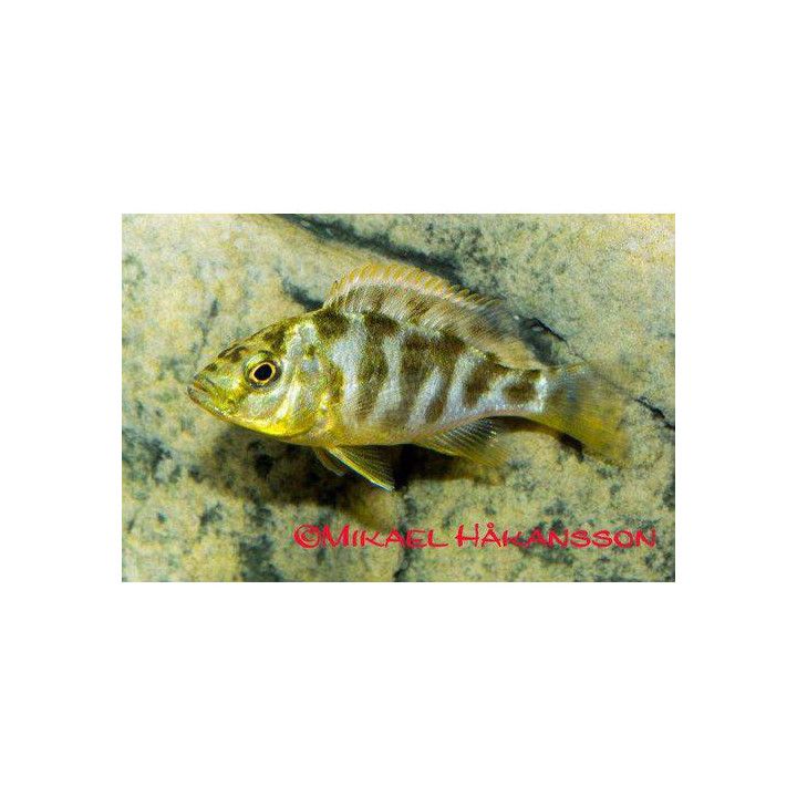 Malawi ciklidi venustus 4-6 cm -