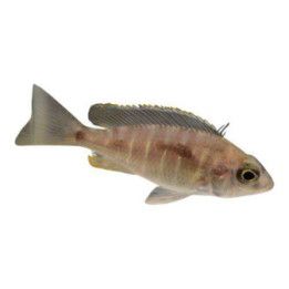 Malawi ciklidi blue otter 4-6 cm -