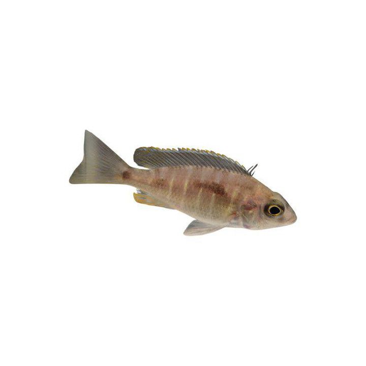 Malawi ciklidi blue otter 4-6 cm -