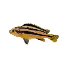 Mustemalawiahven, melanochromis chipokae 4-6 cm -