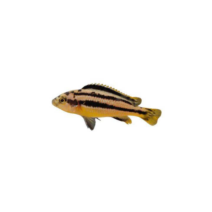 Mustemalawiahven, melanochromis chipokae 4-6 cm -