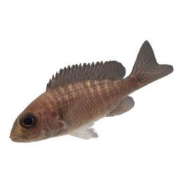 Malawi ciklidi aulonocara stuartgranti, blue neon 6-8 cm -