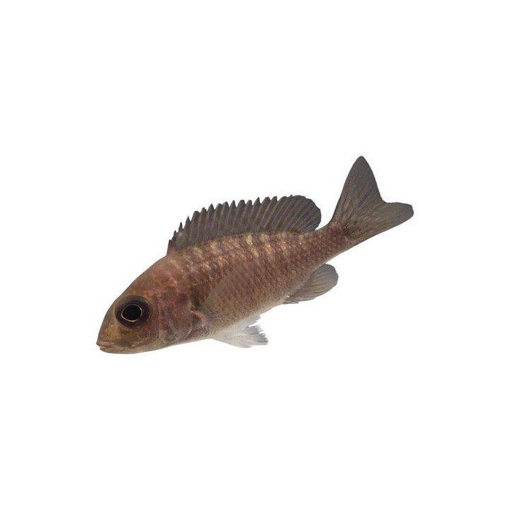 Malawi ciklidi aulonocara stuartgranti, blue neon 6-8 cm -