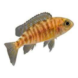 Keisariahven blue neon 4-6 cm -